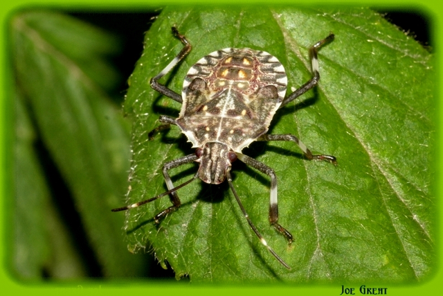 Halyomorpha halys - ázsiai márványospoloska