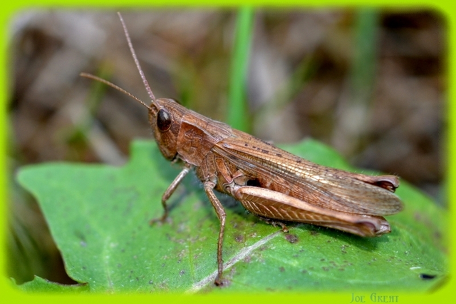 Chorthippus dorsatus - hátas rétisáska