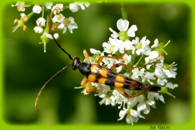 Strangalia attenuata - nyurgacincér