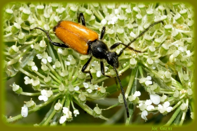 Stictoleptura fulva - vörhenyes virágcincér