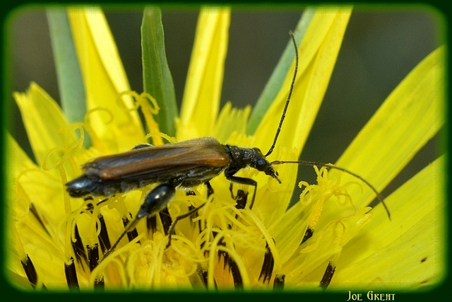 Oedemera femorata - sárgahátú álcincér