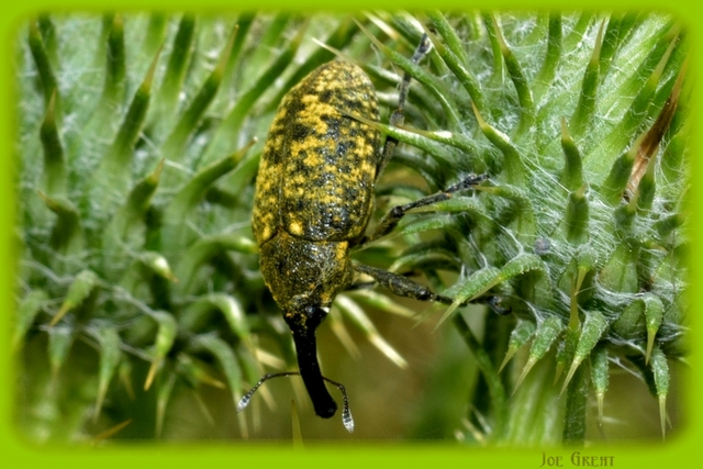 Larinus sturnus - aszat-púderbarkó