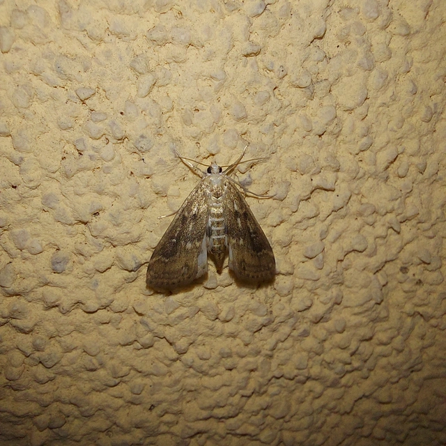 Parapoynx stratiotata - közönséges vízimoly