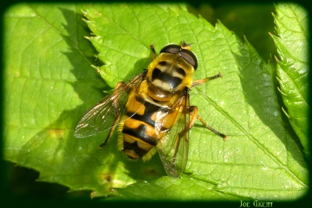 Myathropa florea - halálfejes odúlégy