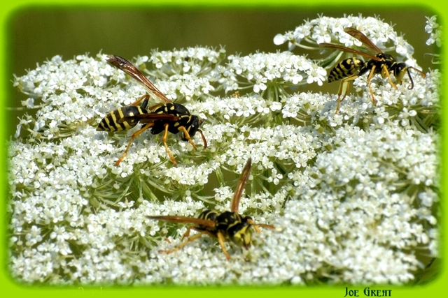 Polistes - papírdarazsak