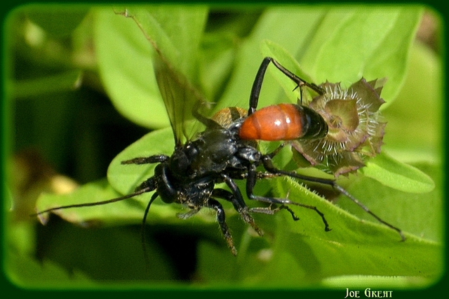 Hymenoptera - Hártyásszárnyúak