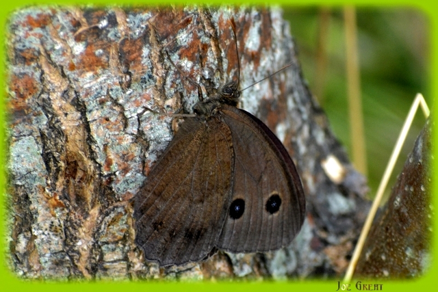 Minois dryas - fekete szemeslepke