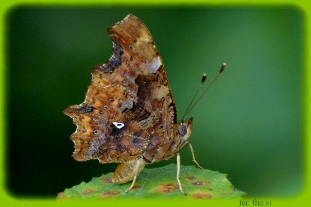 Nymphalis c-album - C-betűs lepke
