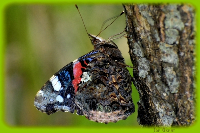 Vanessa atalanta - atalantalepke