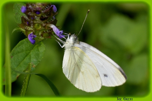 Pieris napi - repcelepke