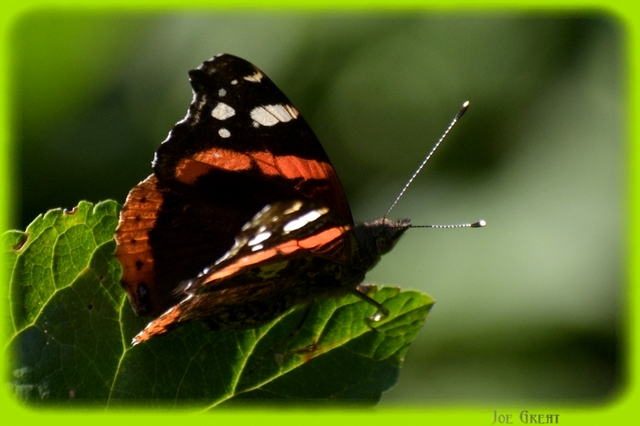 Vanessa atalanta - atalantalepke