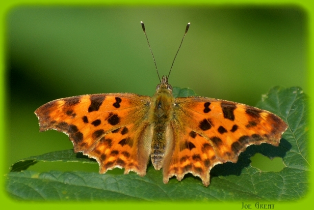 Nymphalis c-album - C-betűs lepke