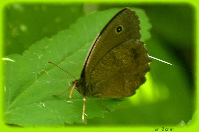 Minois dryas - fekete szemeslepke