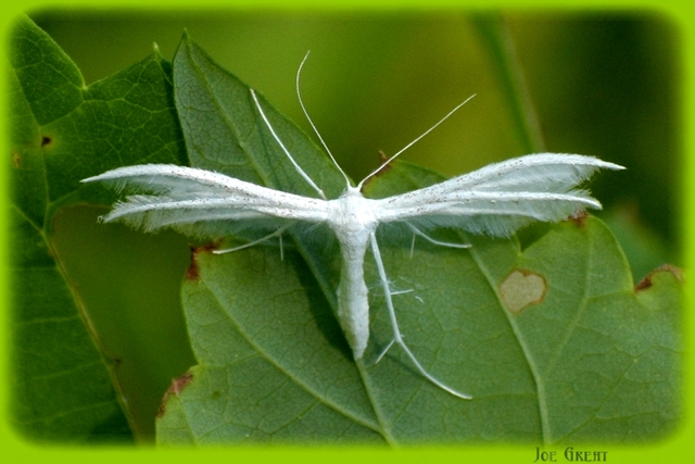 Pterophorus pentadactyla - fehér tollasmoly