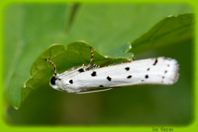Myelois circumvoluta - pettyes karcsúmoly