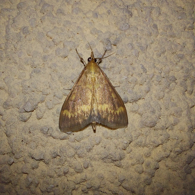 Ostrinia nubilalis - kukoricamoly