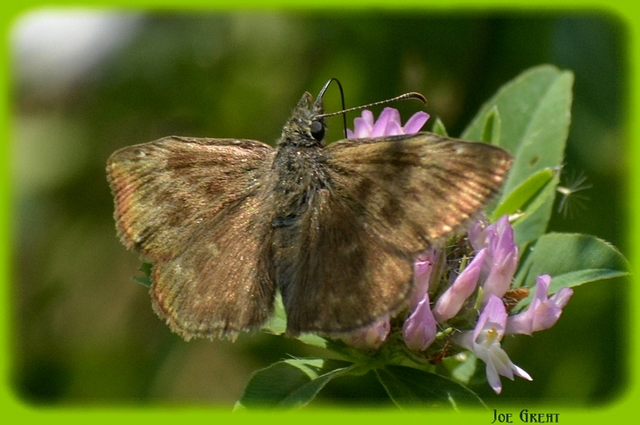 Erynnis tages - cigánylepke