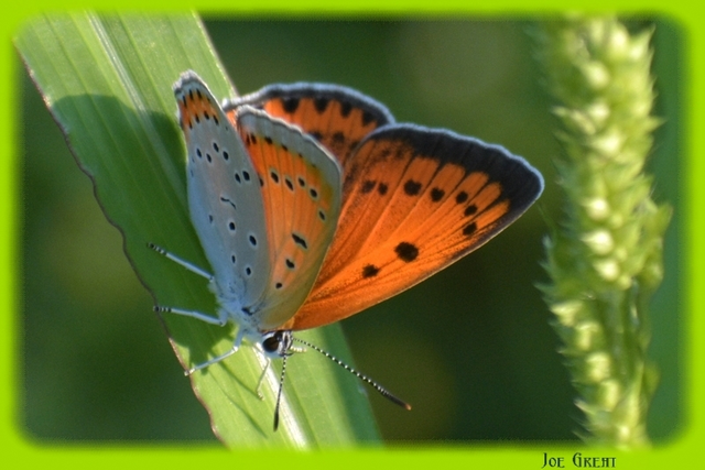 Lycaena dispar rutilus - nagy tűzlepke