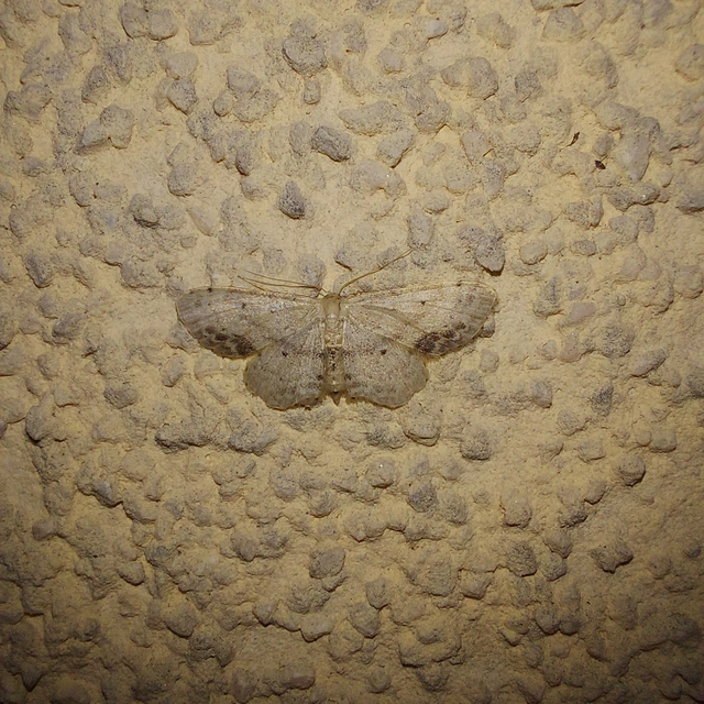 Idaea dimidiata - gyakori apróaraszoló