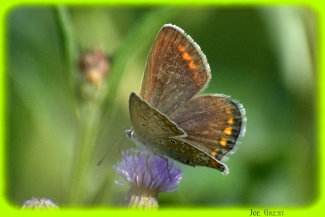 Polyommatus icarus - közönséges boglárka