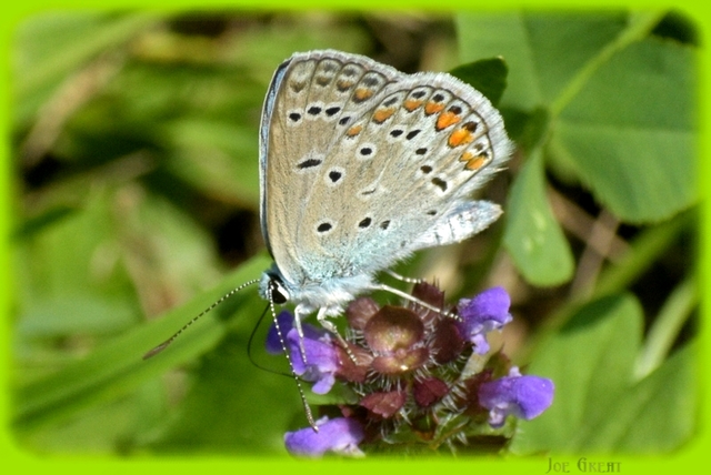 Polyommatus icarus - közönséges boglárka