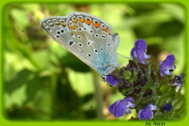 Polyommatus icarus - közönséges boglárka