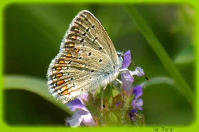 Polyommatus icarus - közönséges boglárka