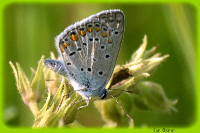 Polyommatus icarus - közönséges boglárka