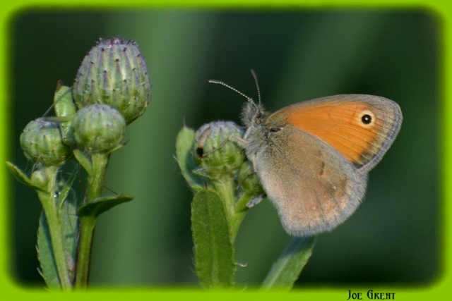 Coenonympha pamphilus - kis szénalepke