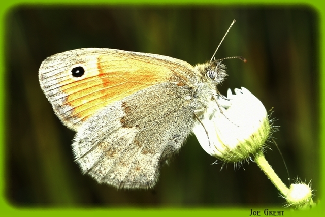 Coenonympha pamphilus - kis szénalepke