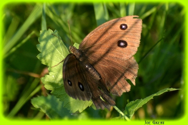 Minois dryas - fekete szemeslepke