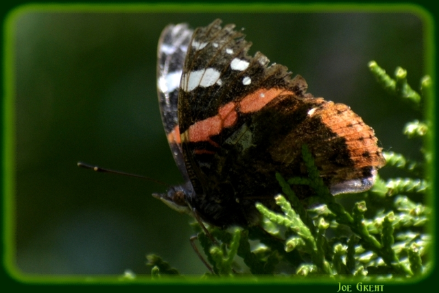 Vanessa atalanta - atalantalepke