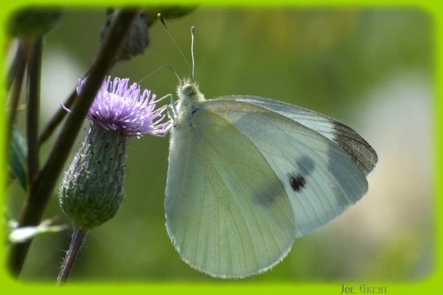 Pieris rapae - répalepke