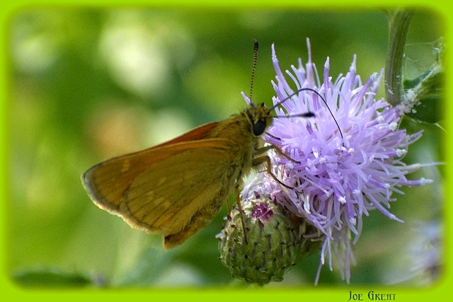 Ochlodes sylvanus - erdei busalepke