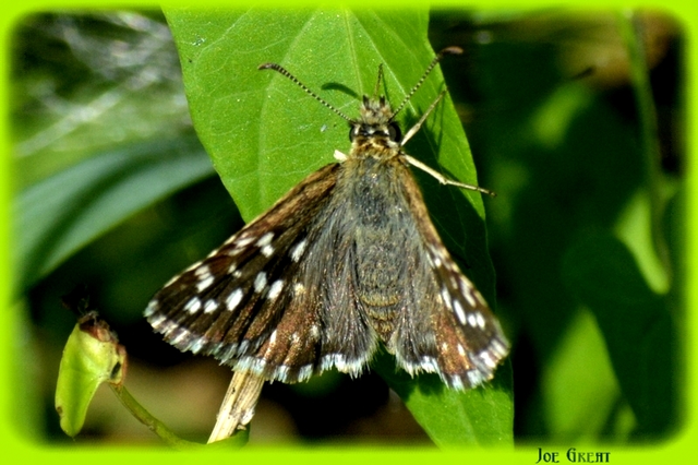 Pyrgus malvae - kis busalepke