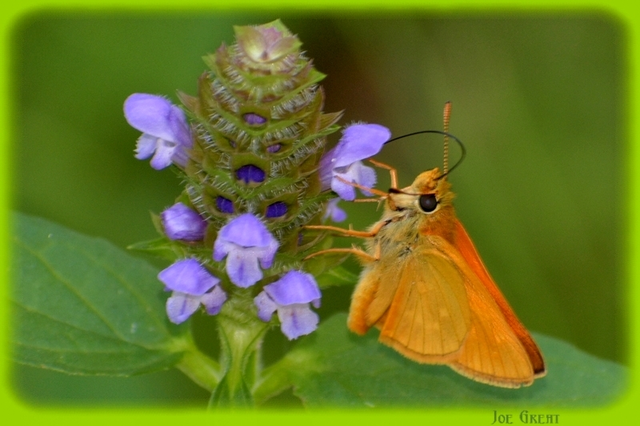 Ochlodes sylvanus - erdei busalepke