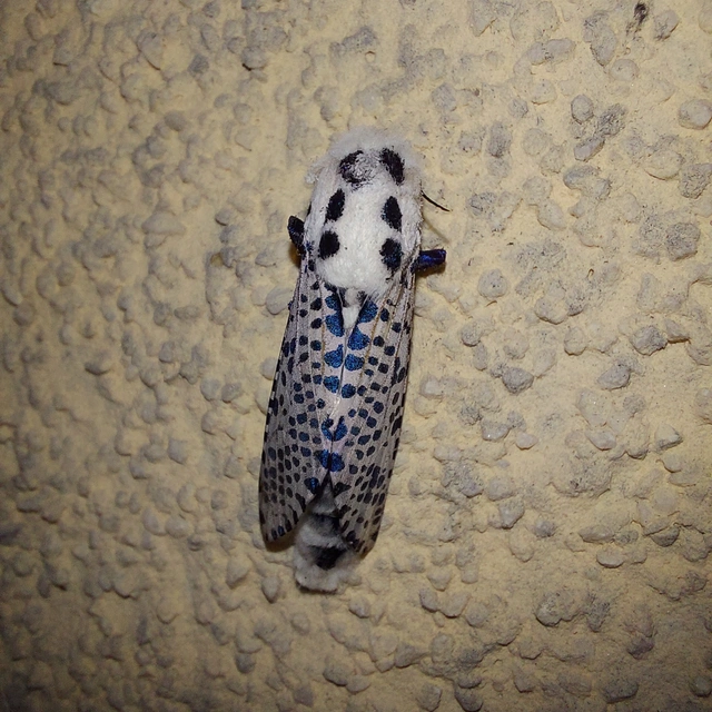 Zeuzera pyrina - almafarontólepke