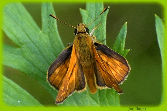 Ochlodes sylvanus - erdei busalepke