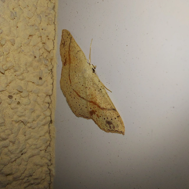 Cyclophora punctaria - sávos pettyesaraszoló