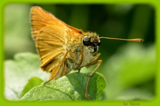 Ochlodes sylvanus - erdei busalepke