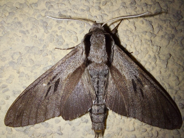 Hyloicus pinastri - fenyőszender