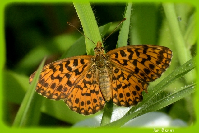 Boloria dia - kis gyöngyházlepke
