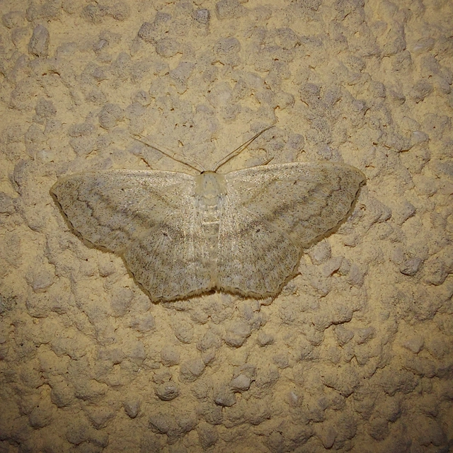 Scopula nigropunctata - feketepettyes araszoló