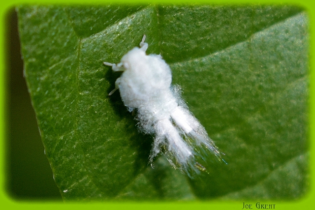 Metcalfa pruinosa - amerikai lepkekabóca