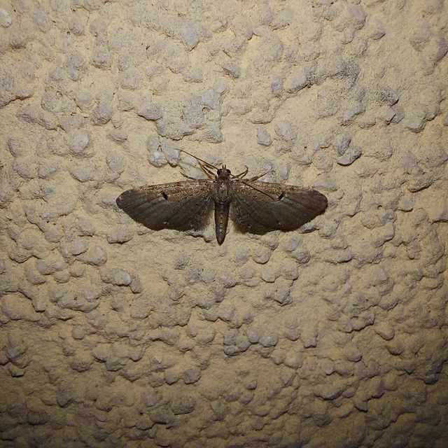 Eupithecia absinthiata - üröm-törpearaszoló