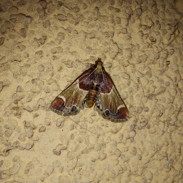 Pyralis farinalis - lisztilonca