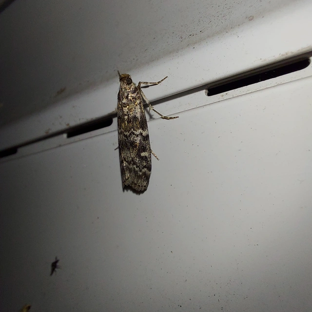 Dioryctria