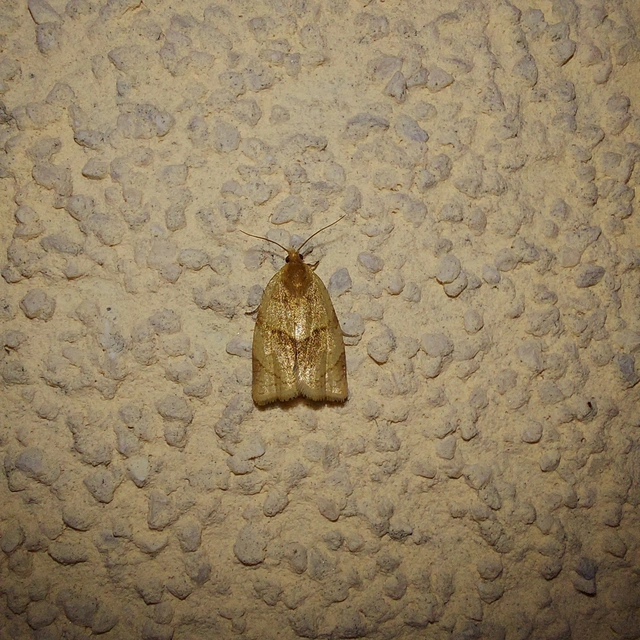 Clepsis rurinana - fakó sodrómoly