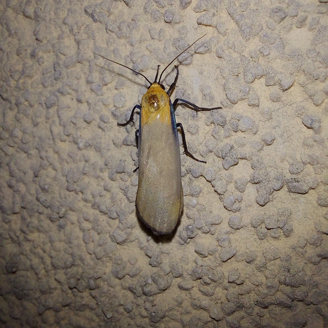 Lithosia quadra - négypettyes zuzmószövő
