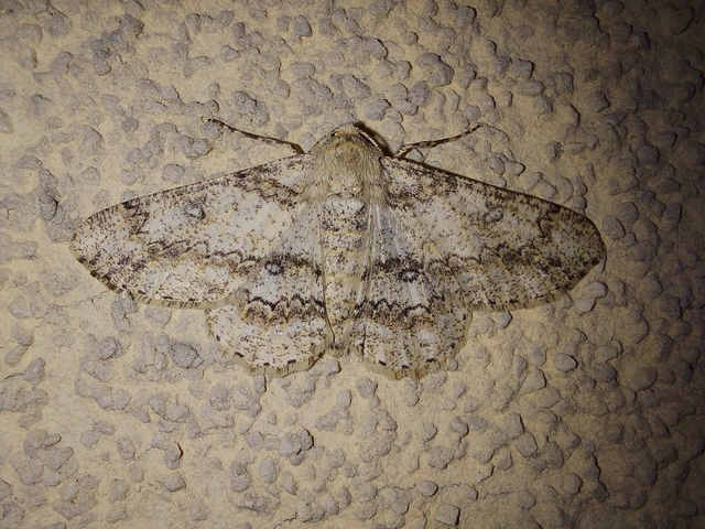 Ascotis selenaria - holdas faaraszoló